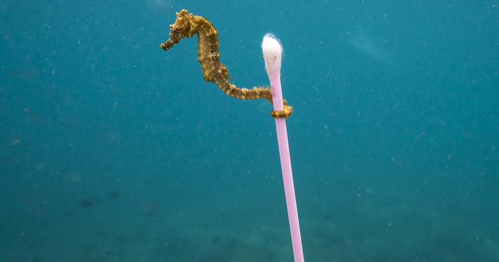 Konik Wodny w oceanie z jednorazowym plastikowym patyczkiem do uszu