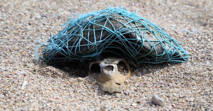 Martwy żółw uwięziony w starej sieci rybackiej